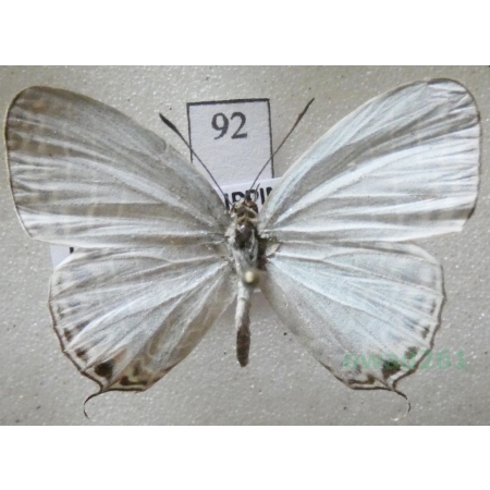 Jamides alecto (Felder, 1860) Philippines92